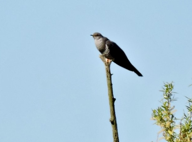Common Cuckoo - Gk .jpeg
