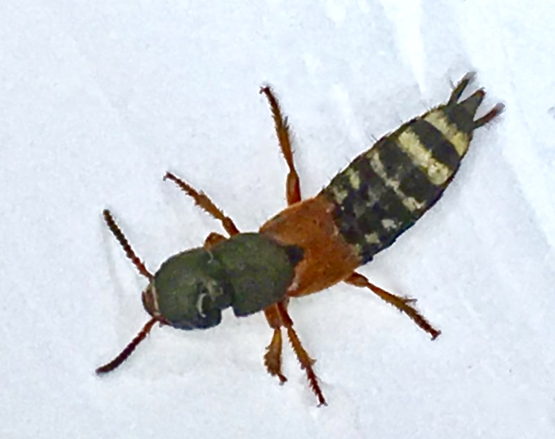 Platydracus stercovrius.jpeg