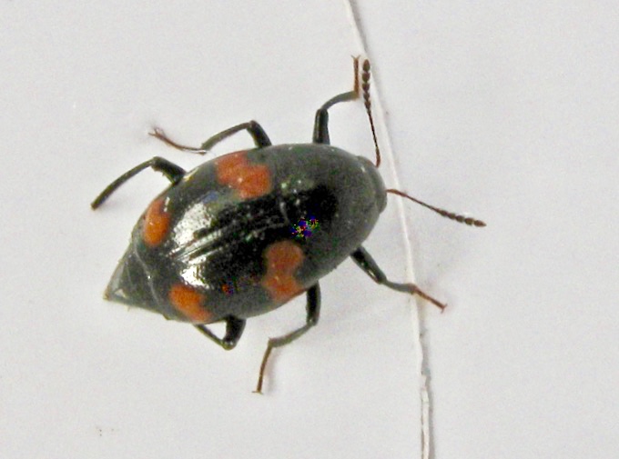 Scaphidium quadrimaculatum.jpeg