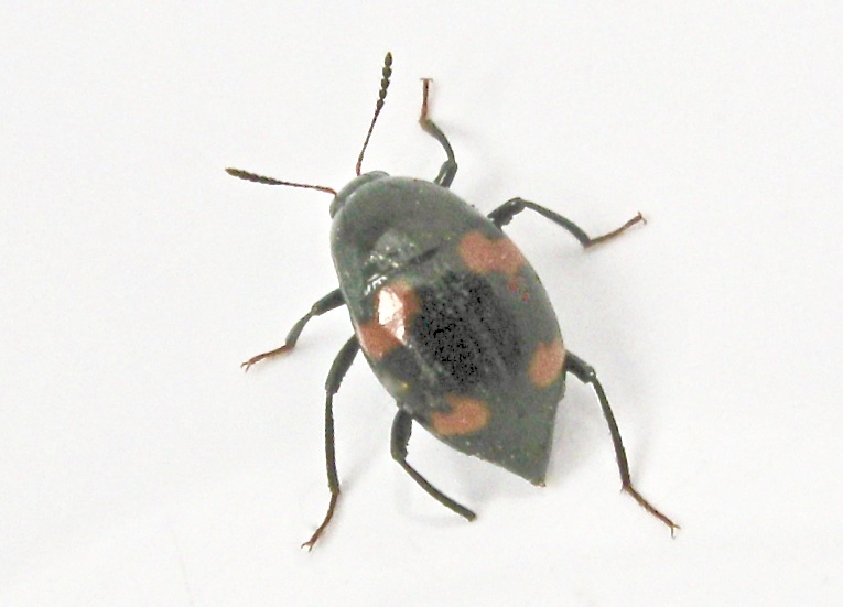 Scaphidium quadrimaculatum.jpeg