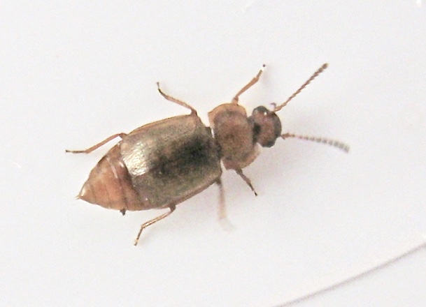 Anthobium unicolor.jpeg