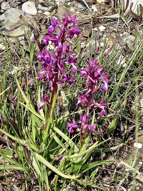 Orchis laxiflora. - Paphos.jpg