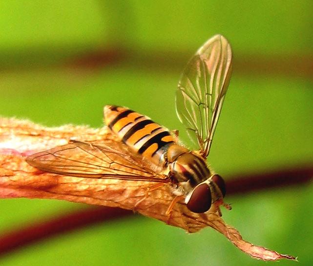 Flyttblomfluga .jpeg