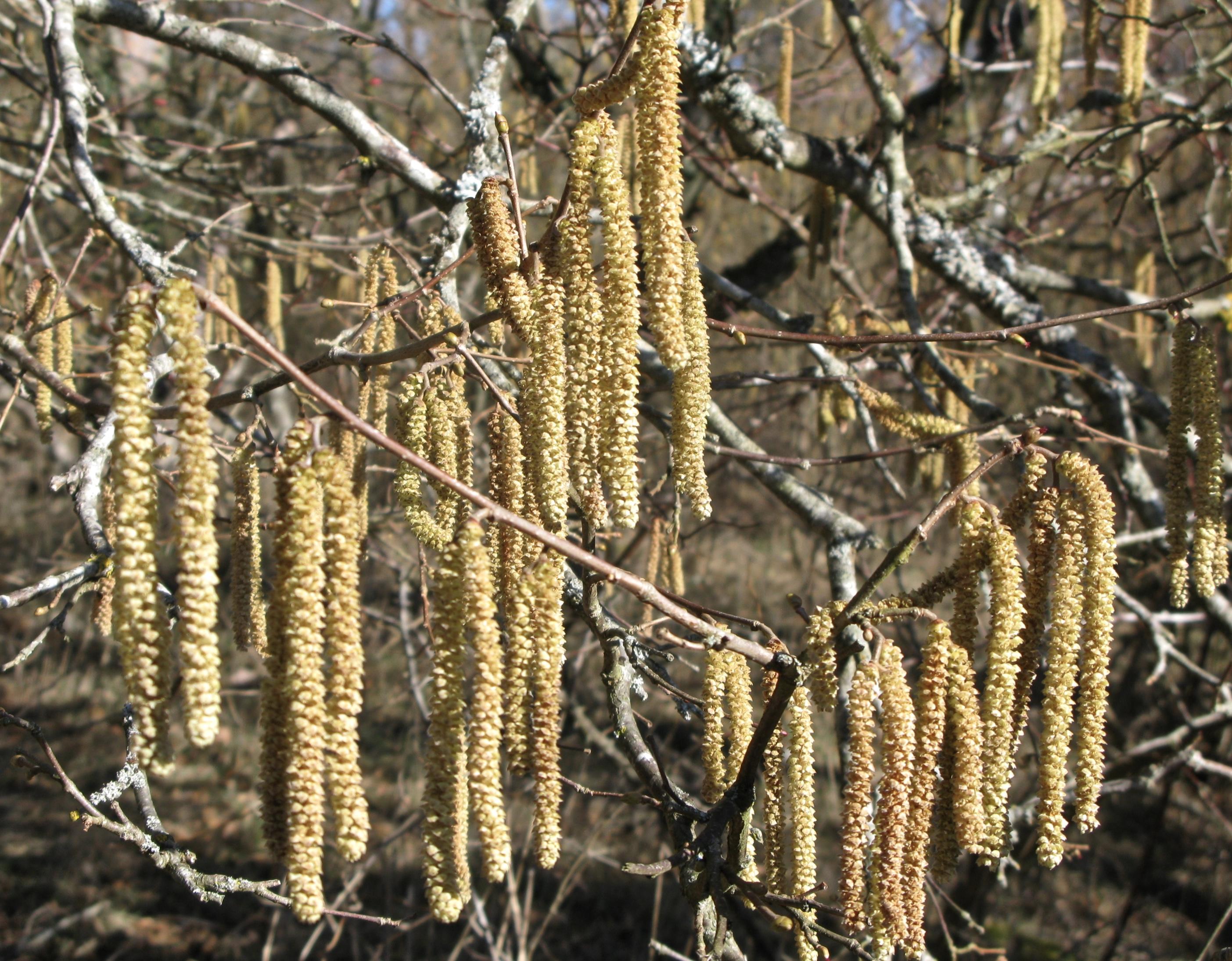 Hassel - Corylus avellana.jpeg