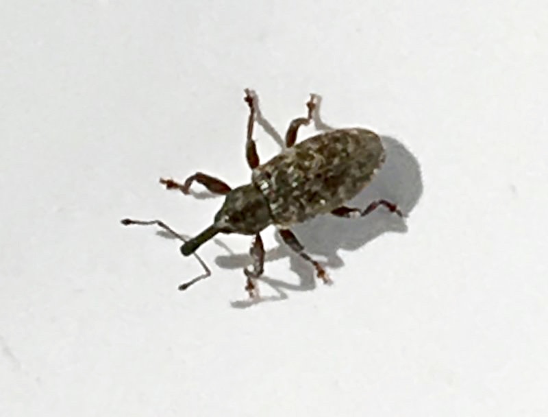 Dorytomus taeniatus - Sälghängevivel.jpeg