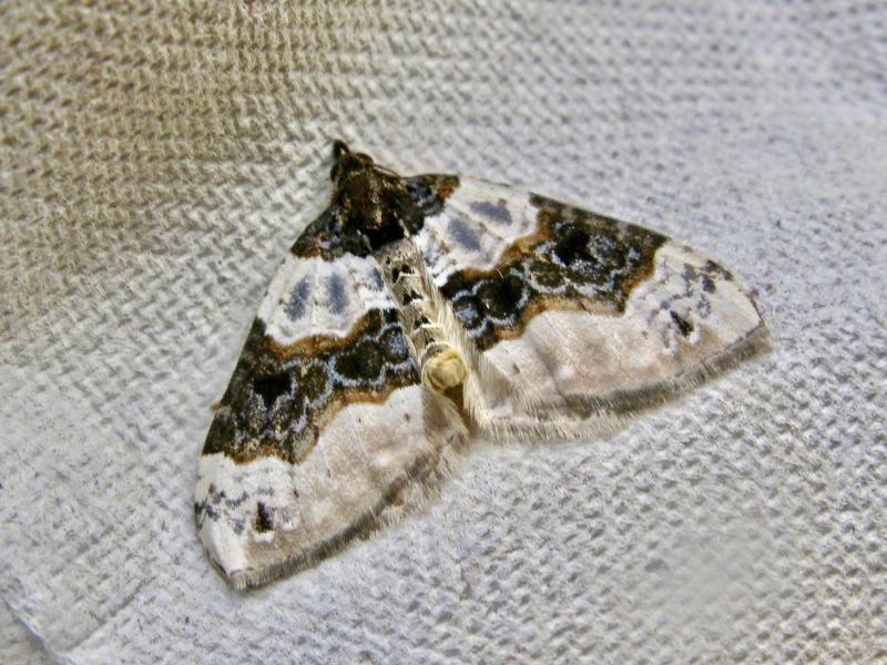 Ögonfläckad fältmätare - Cosmorhoe ocellata - .jpg