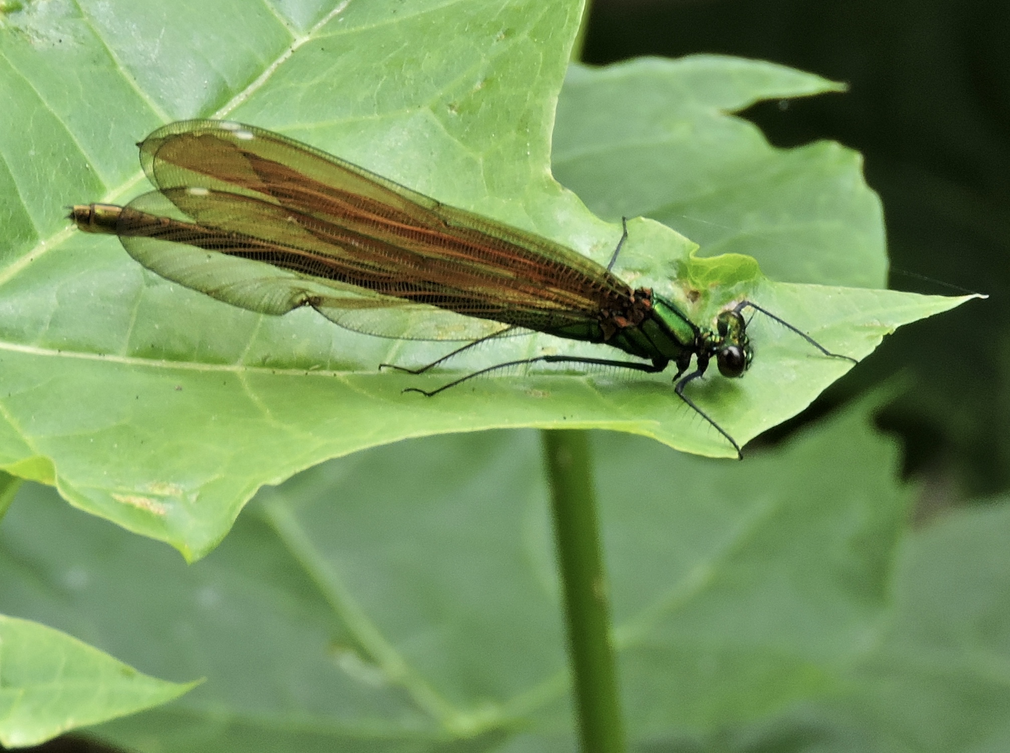 Calopteryx  virgo - Bl jungfruslnda, hona.jpg