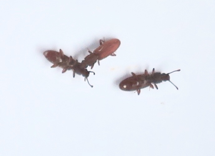 Oryzaephilus surinamensis - Sgtandad plattbagge  .jpeg