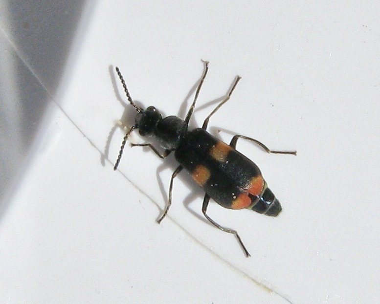 Blsbaggar - Malachidae