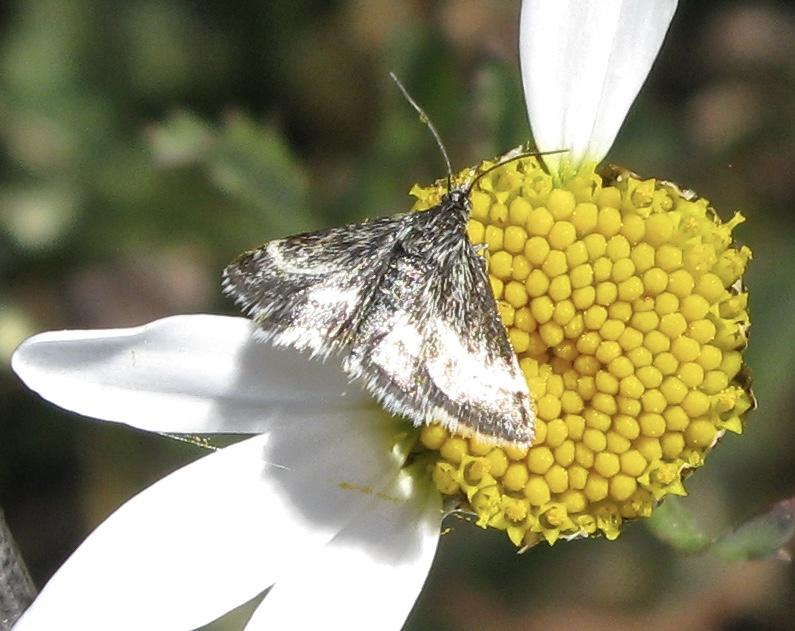 Svart ljusmott - Pyrausta nigrata.jpeg