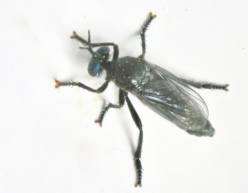 Dioctria atricapilla.jpeg