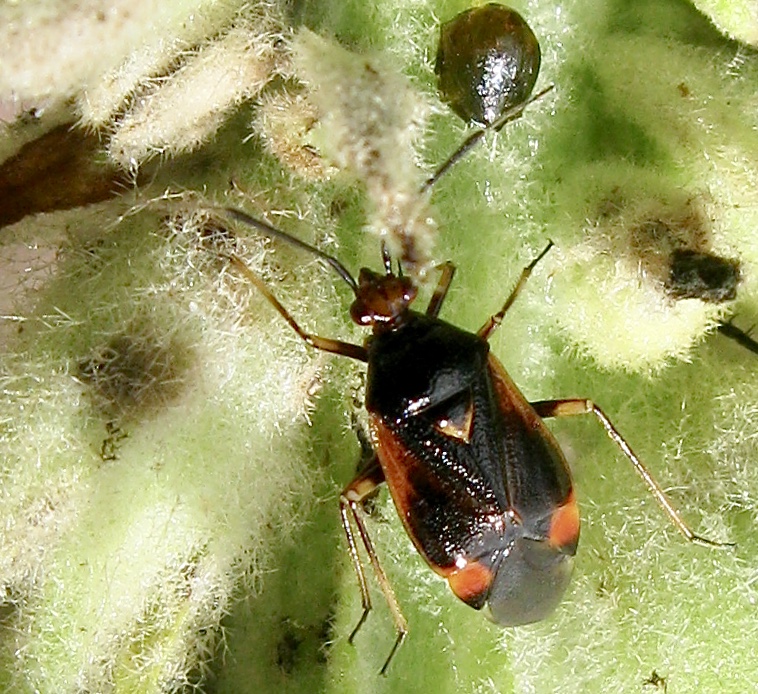 Deraeocoris ruber.jpeg