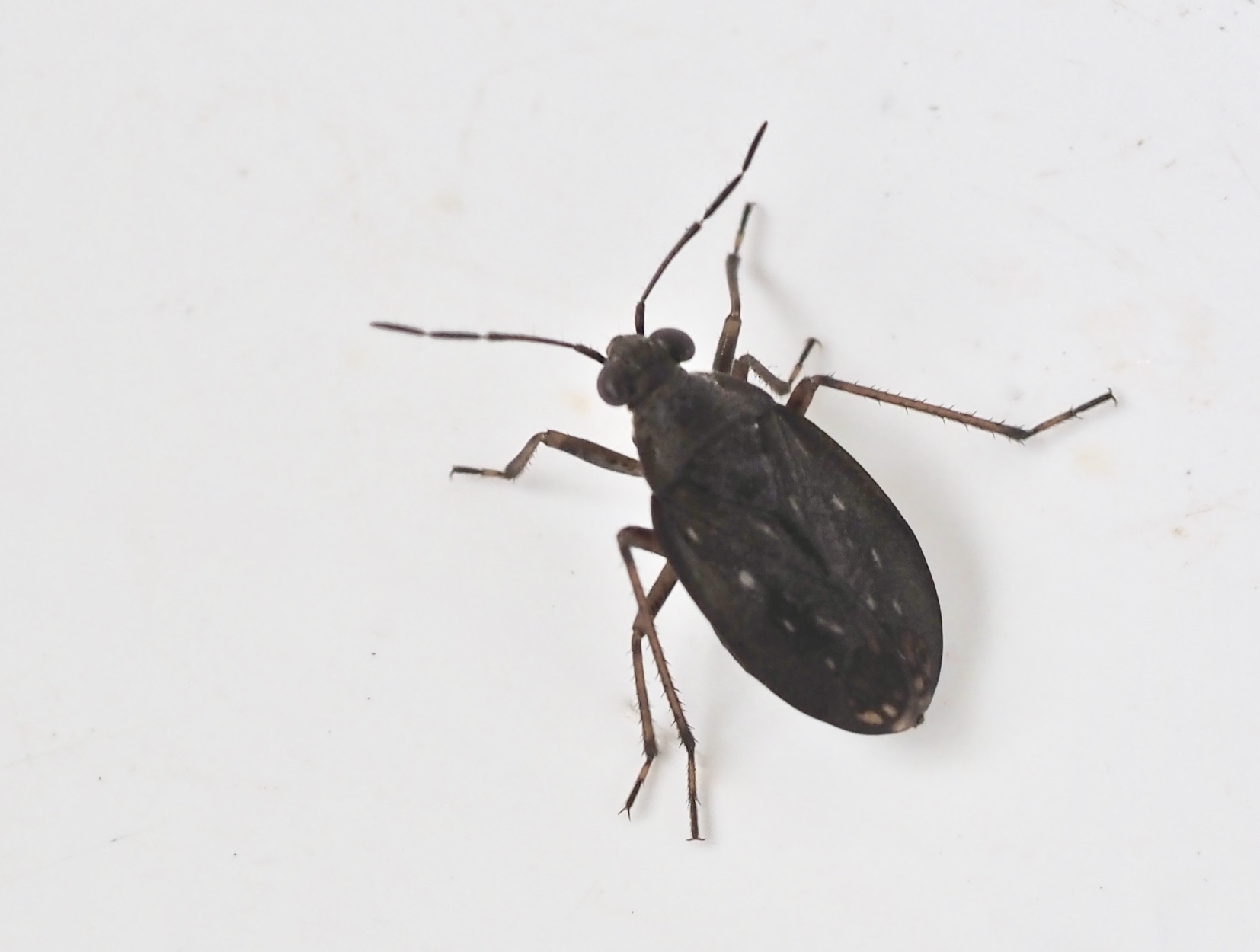 Salda littoralis.jpeg