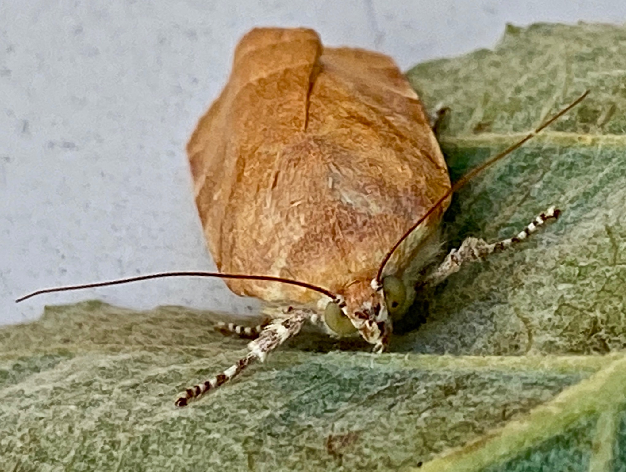 Bredbandat bandfly - Noctua fimbriata.jpeg