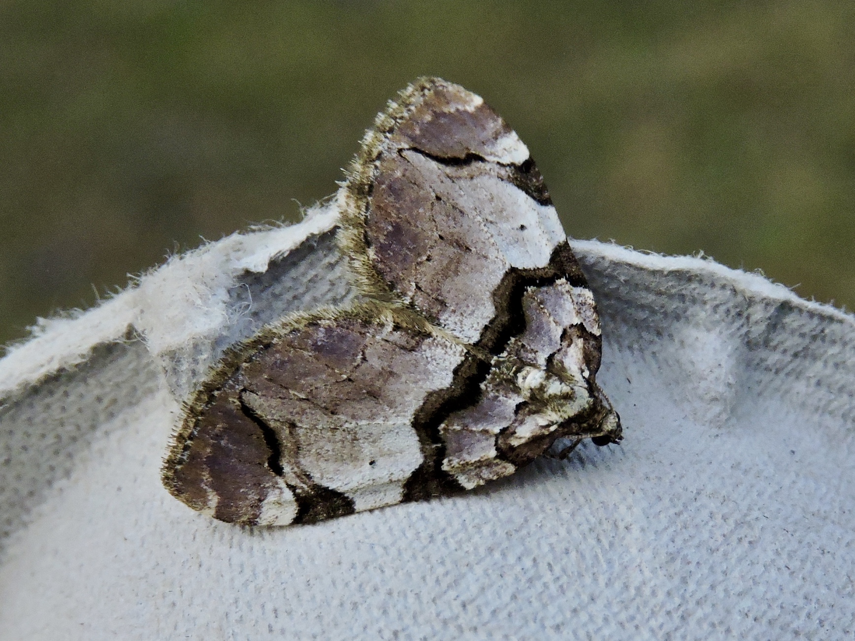 Rosenfltmtare - Anticlea derivata.jpeg