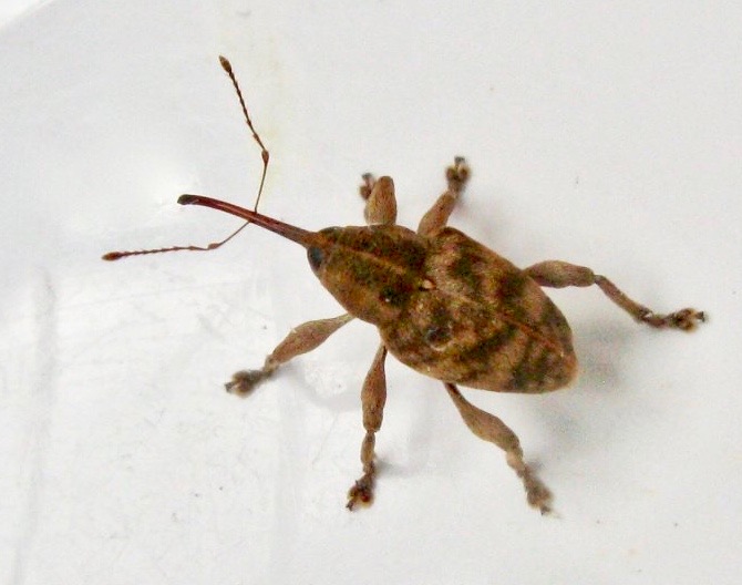Curculio venosus - Bandad ollonvivel.jpeg
