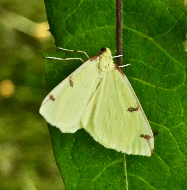 Citronmätare - Opisthograptis luteolata.jpeg