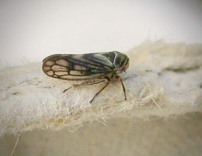 Oncopsis flavicolla.jpeg