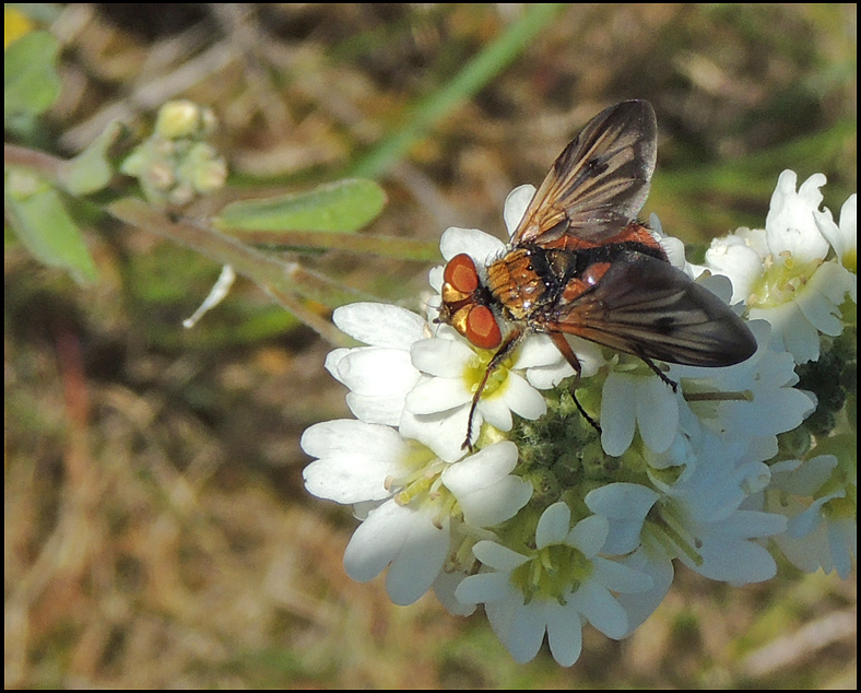 Ectophasia crassipennis 3.jpg