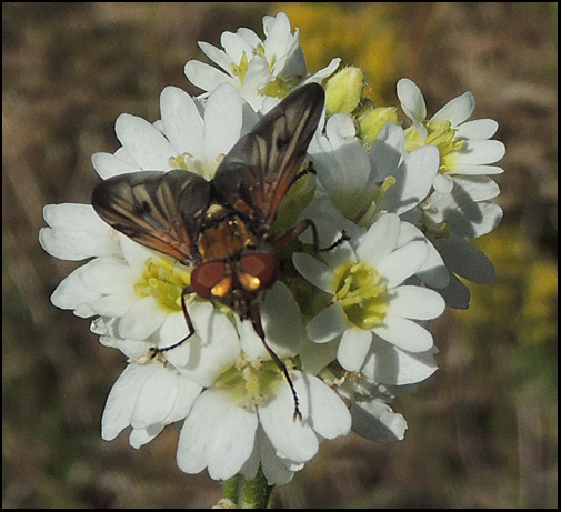 Ectophasia crassipennis 2.jpg