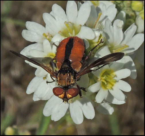 Ectophasia crassipennis.jpg