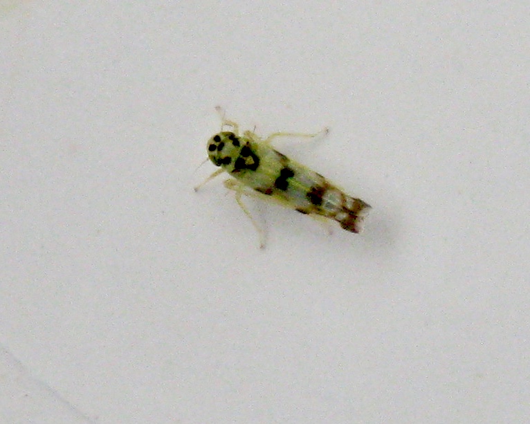 Eupteryx atropunctata.jpeg