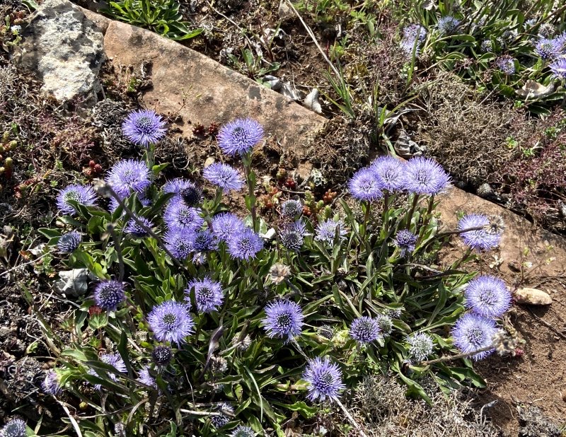 Bergskrabba - Globularia vulgaris.jpeg