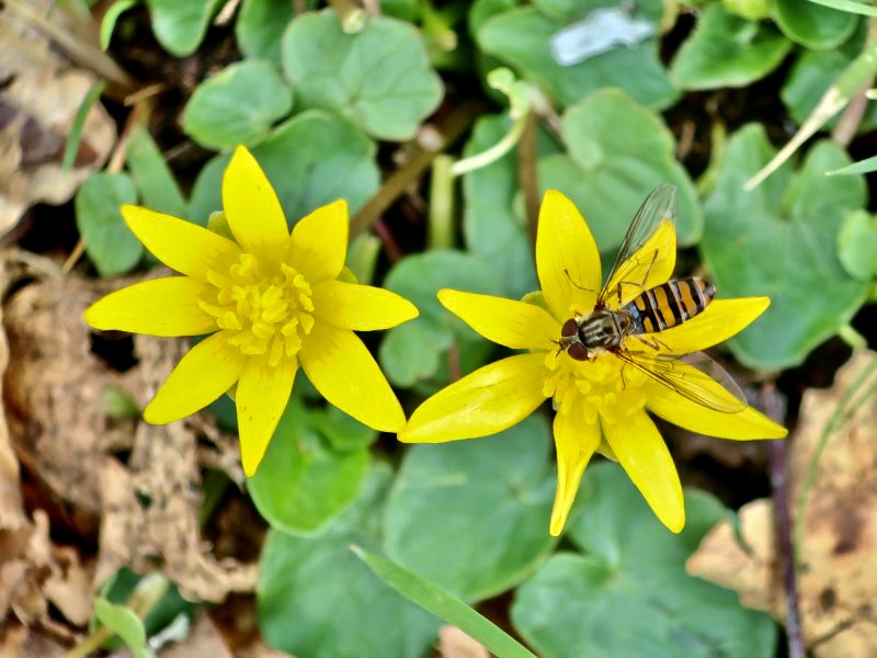 Svalrt - Ranunculus ficaria.jpeg