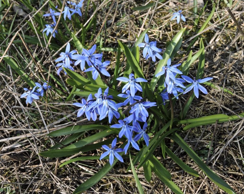 Rysk blstjrna - Scilla siberica.jpeg