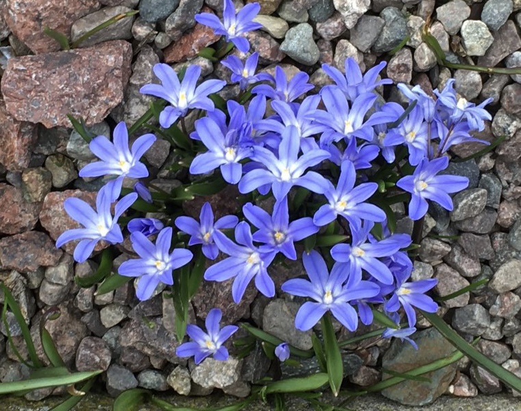 Vrstjrna - Scilla forbesii.jpeg
