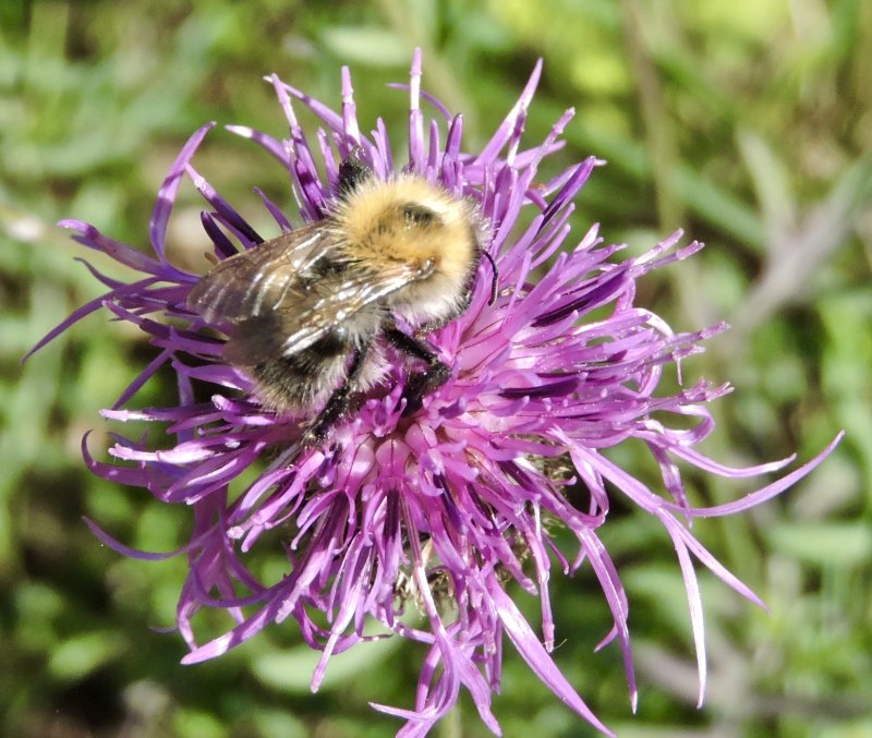 Vddklint - Cirsium scabiosa.jpeg