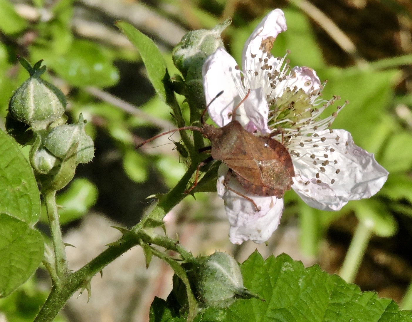 Coreus marginatus.jpeg