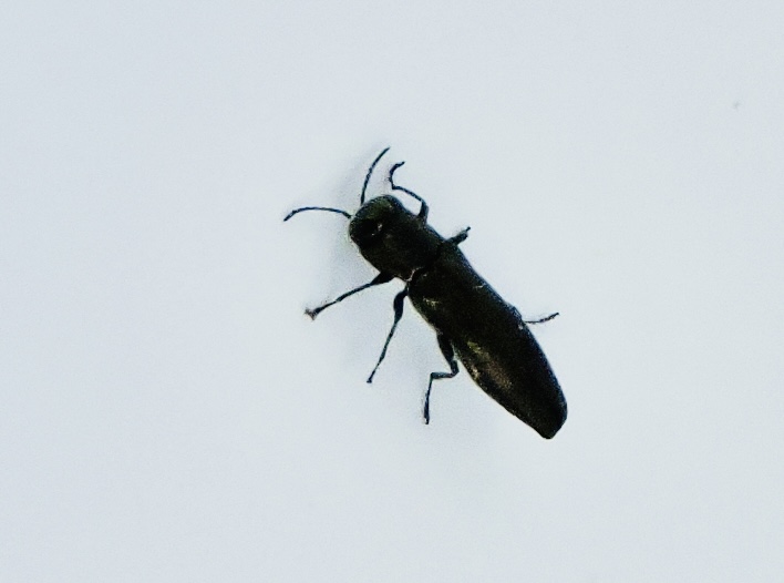 Agrilus olivicolor - Hasselpraktbagge.jpeg