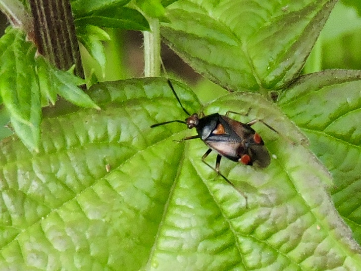 Deraeocoris ruber.jpeg