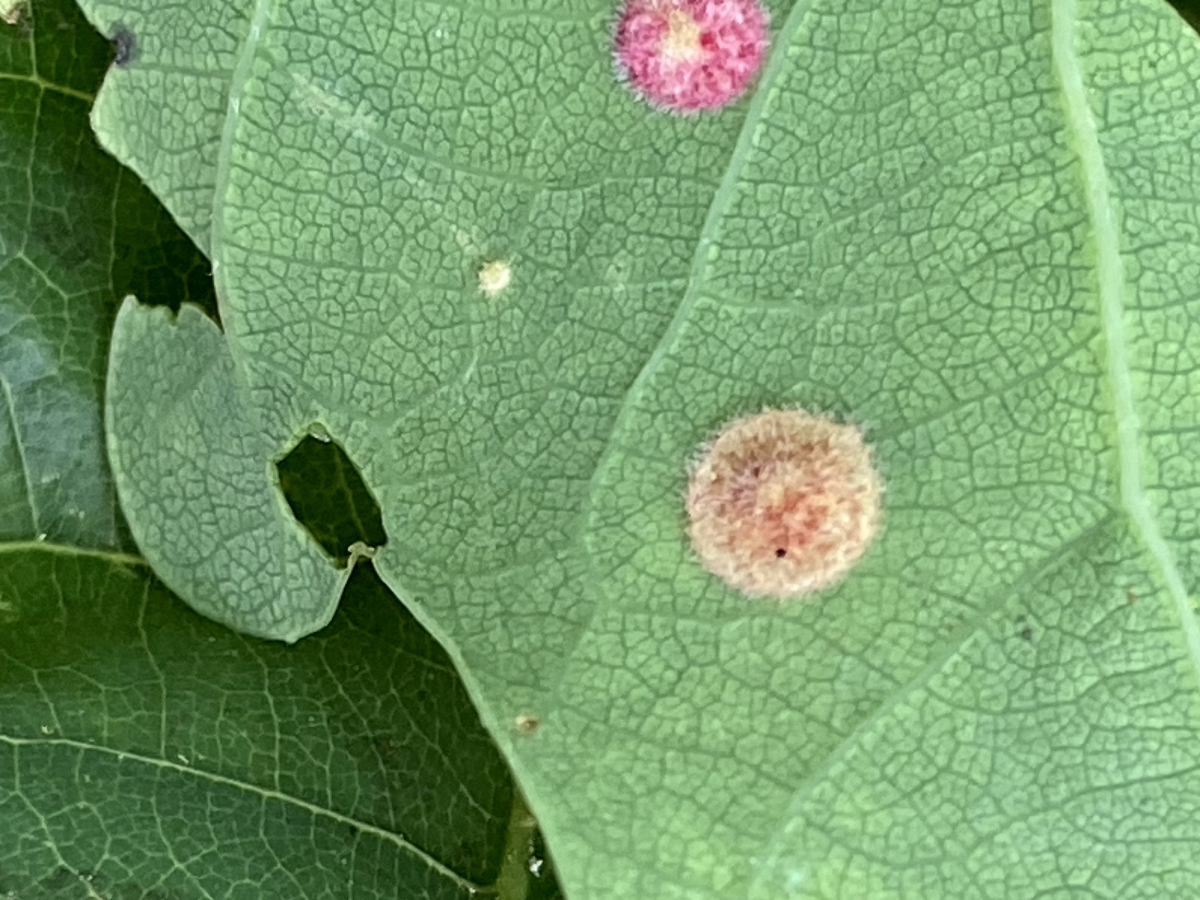 Neuroterus quercusbaccarum.jpeg