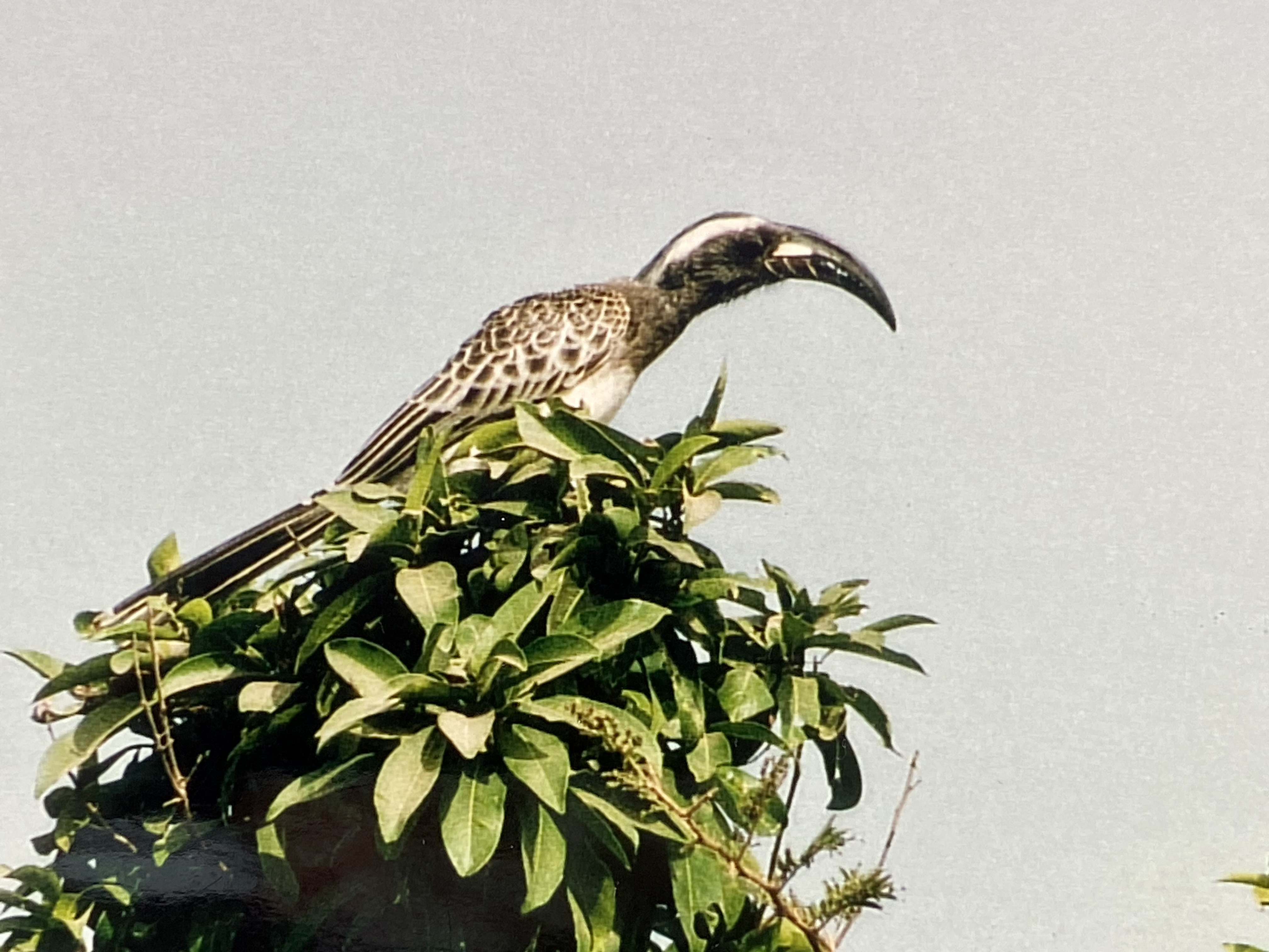 African grey hornbill.jpeg