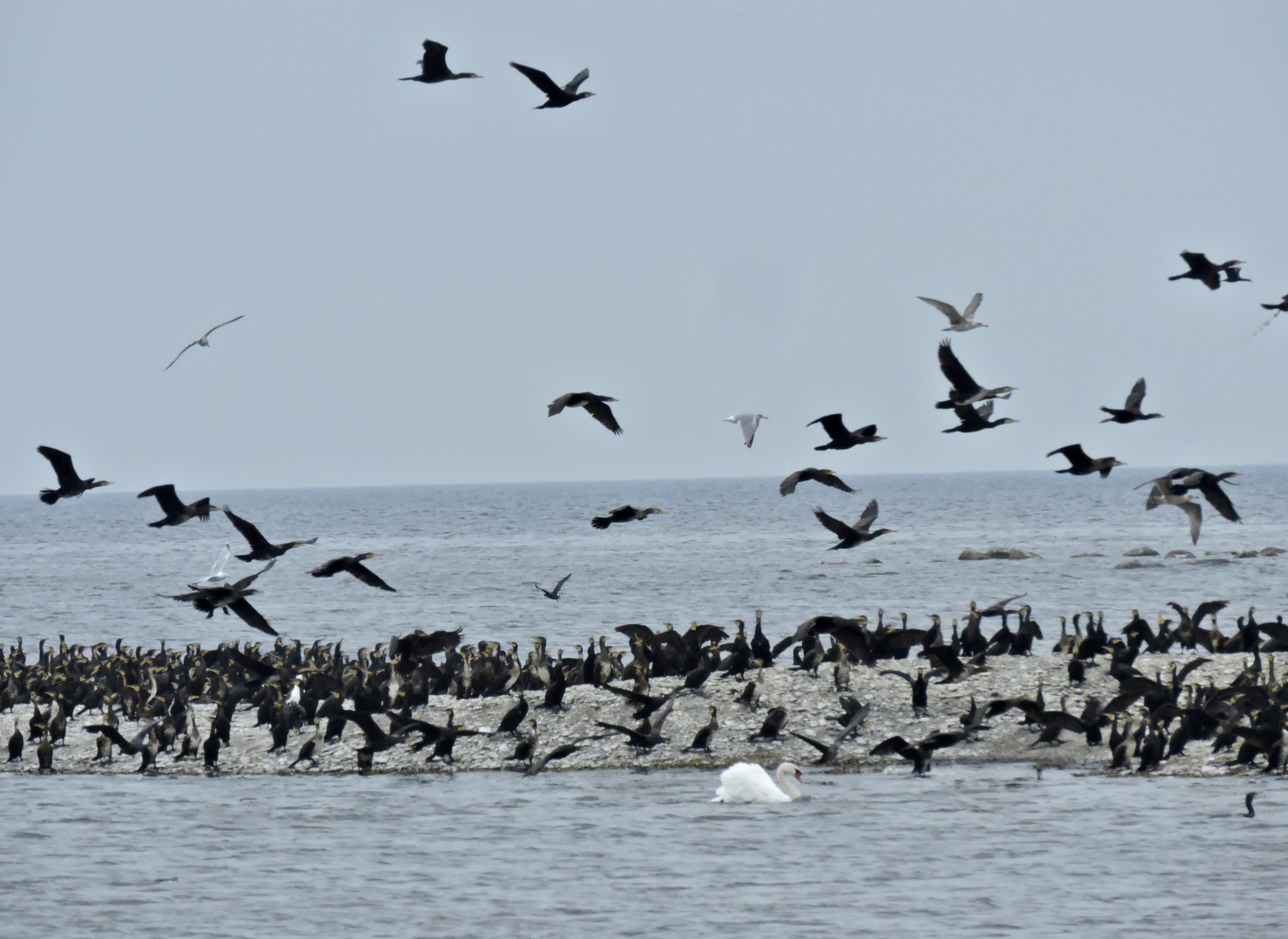 Great Cormorant - Storskarv.jpeg