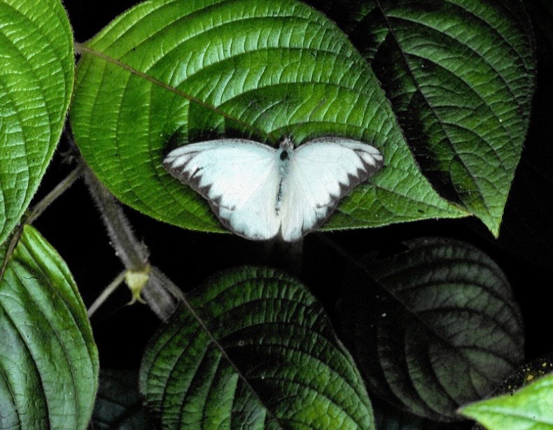 PIERIDAE  Appias lyncida.jpeg