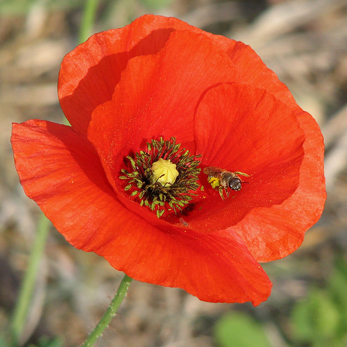 Rda blommor