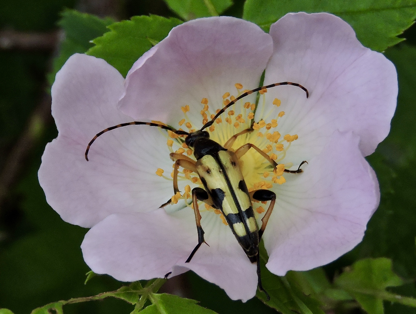Flckig blombock.jpeg