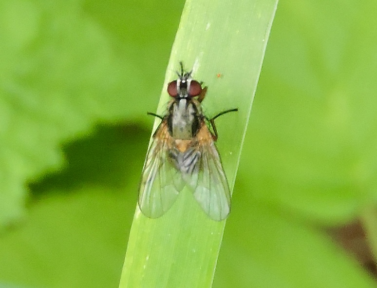 Mydaea cornii.jpeg