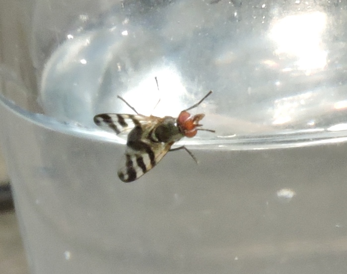 Ceroxys urticae.jpeg