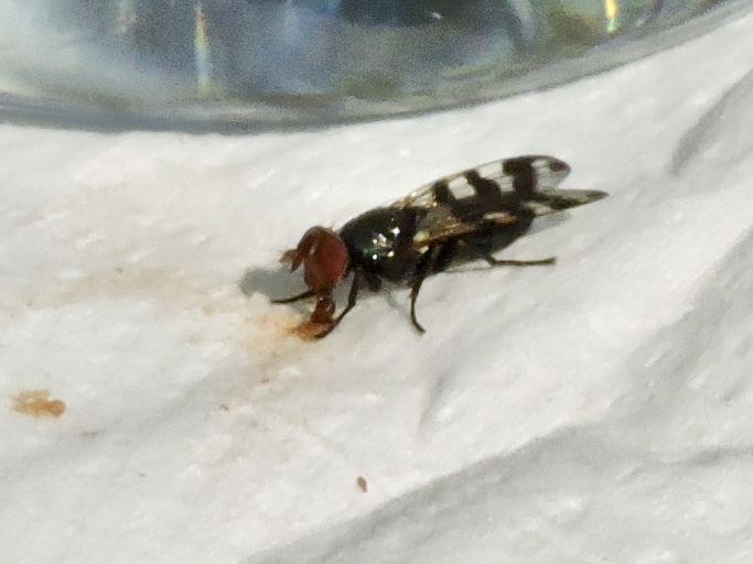 Ceroxys urticae.jpeg