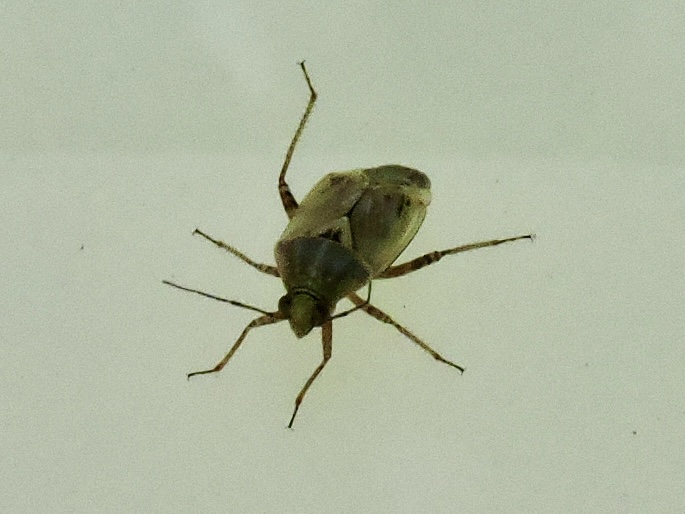 Deraeocoris ruber.jpeg