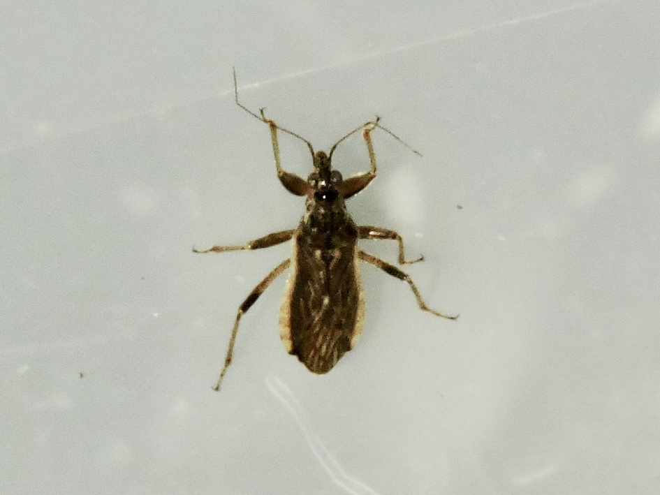 Himacerus major.jpeg