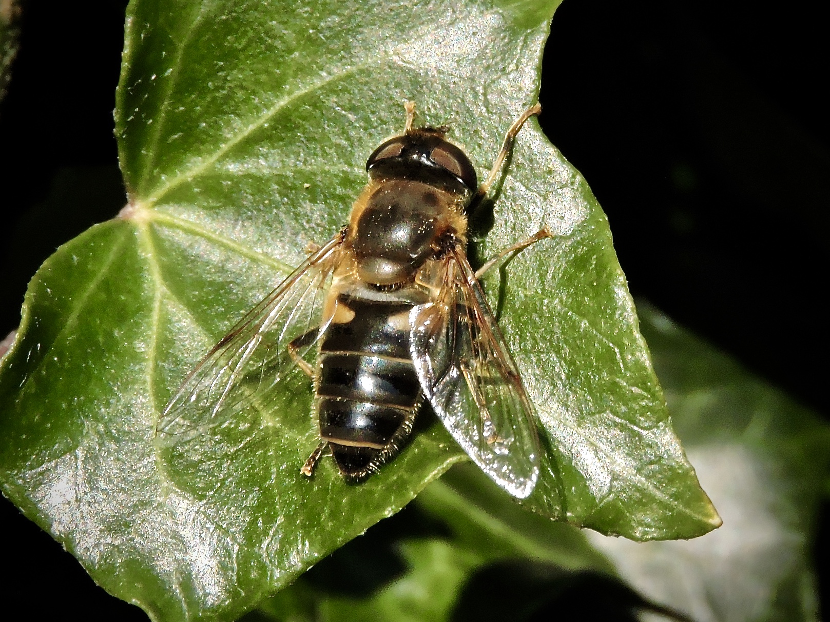 Vandrarslamfluga, Eristalis similis.jpeg