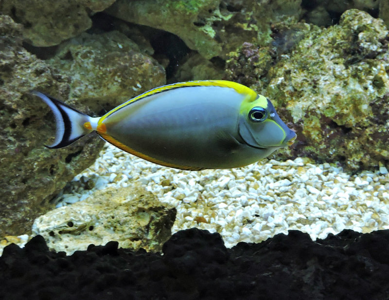 Powderblue Tang.jpeg