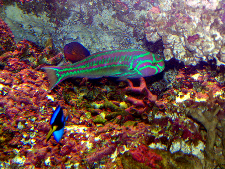 Red Ribbon Wrasse..jpeg