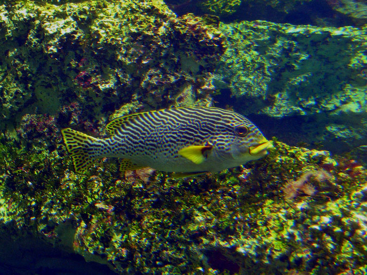 Diagonal-banded Sweetlip.jpeg