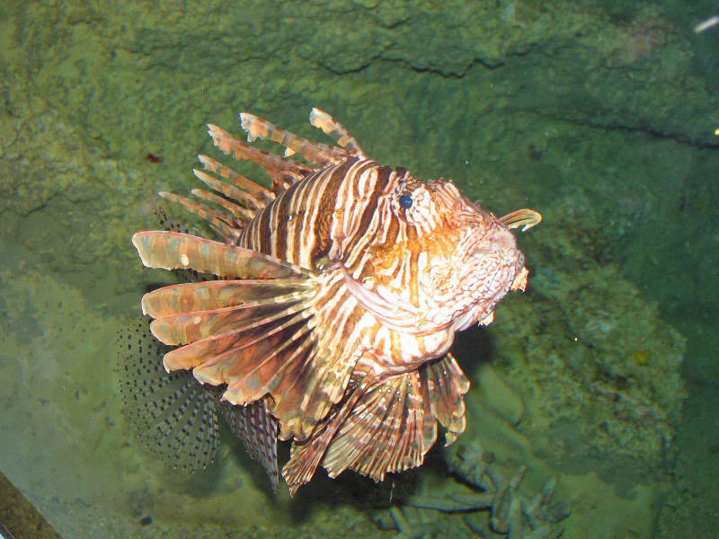 Tropical Fish